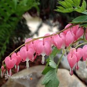 Old Fashion Bleeding Heart