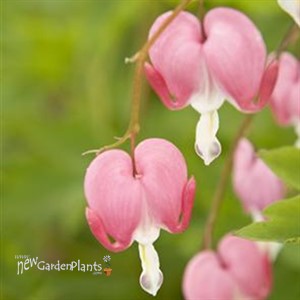 Old Fashion Bleeding Heart