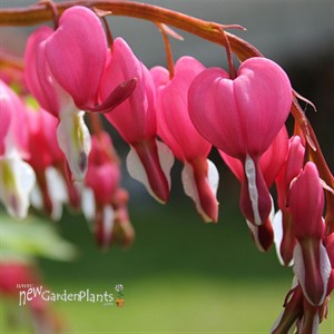 Old Fashion Bleeding Heart