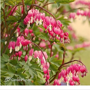 Old Fashion Bleeding Heart