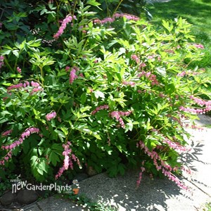 Old Fashion Bleeding Heart