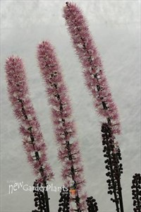 'Chocoholic'  Black Snakeroot