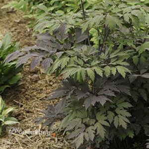 'Chocoholic'  Black Snakeroot