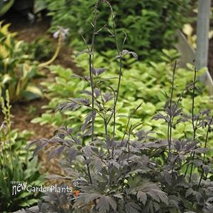 'Chocoholic'  Black Snakeroot