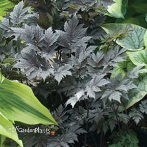 'Chocoholic'  Black Snakeroot