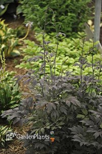 'Chocoholic'  Black Snakeroot