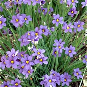 Blue-Eyed Grass  'Lucerne' 