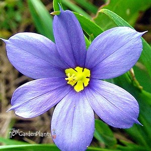 Blue-Eyed Grass  'Lucerne' 
