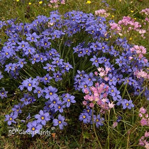 Blue-Eyed Grass  'Lucerne' 