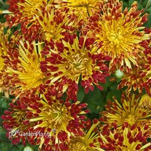 'Matchsticks' Hardy Mum