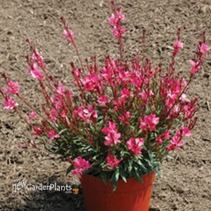 Butterfly Gaura 'Dark Pink'