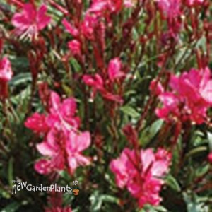 Butterfly Gaura 'Dark Pink'