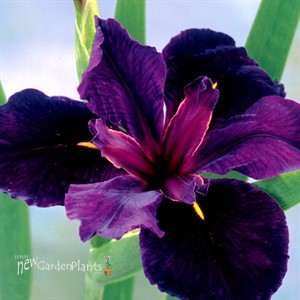 'Black Gamecock'  Water Iris