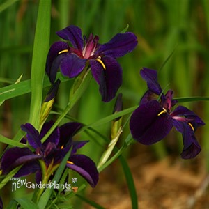 'Black Gamecock'  Water Iris
