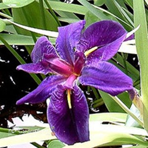 'Black Gamecock'  Water Iris