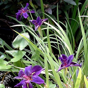 'Black Gamecock'  Water Iris