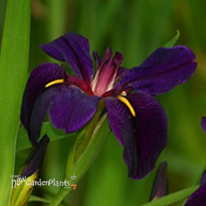'Black Gamecock'  Water Iris