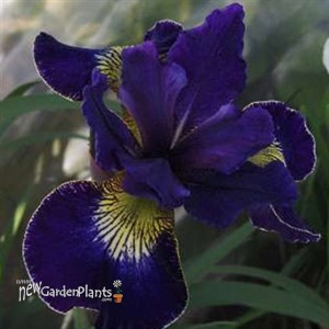 'Golden Edge' Iris