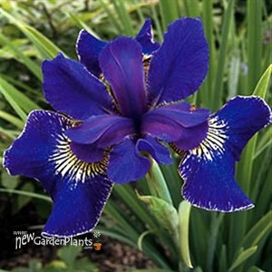 'Golden Edge' Iris