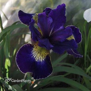 'Golden Edge' Iris