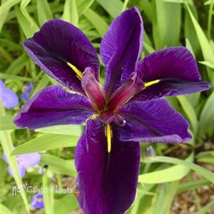 'Black Gamecock'  Water Iris