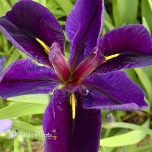 'Black Gamecock'  Water Iris