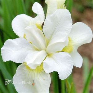 'Snow Queen' Siberian Iris