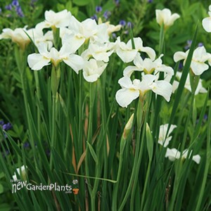 'Snow Queen' Siberian Iris