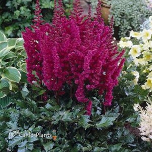 Astilbe 'Visions in Red'