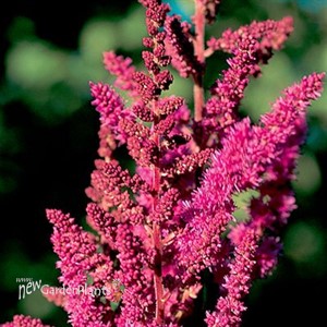 Astilbe 'Visions in Red'
