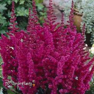 Astilbe 'Visions in Red'