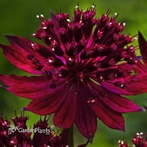 Astrantia 'Venice'