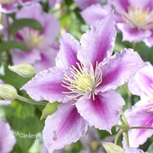 'Piilu' Little Duckling Clematis