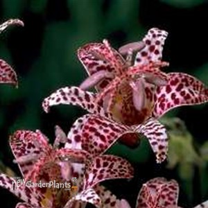 'Dark Beauty'  Toad Lily