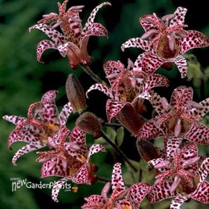 'Dark Beauty'  Toad Lily