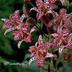 'Dark Beauty'  Toad Lily