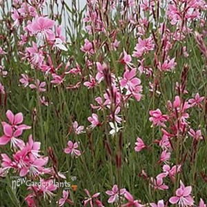 'Siskiyou Pink' Butterfly Gaura