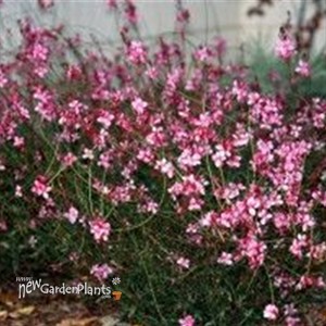 'Siskiyou Pink' Butterfly Gaura