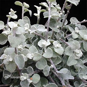 TRAILING White Licorice (Silver)