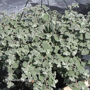 TRAILING White Licorice (Silver)