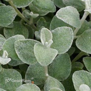 TRAILING White Licorice (Silver)