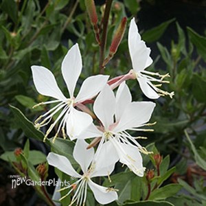 'Whirling Butterfies' Gaura