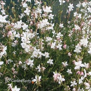 'Whirling Butterfies' Gaura