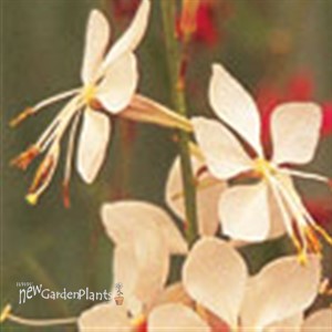 'Whirling Butterfies' Gaura