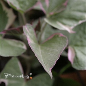 'Tricolor' Sweet Potato Vine