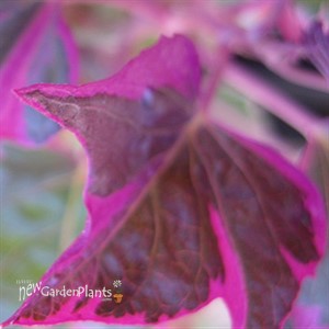 'Tricolor' Sweet Potato Vine