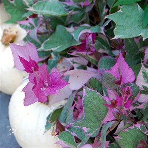'Tricolor' Sweet Potato Vine
