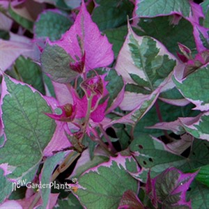 'Tricolor' Sweet Potato Vine