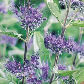 Bluebeard 'Dark Knight'