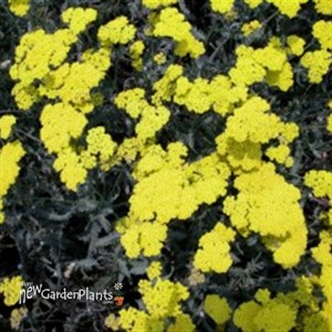 'Moonshine'  Yarrow